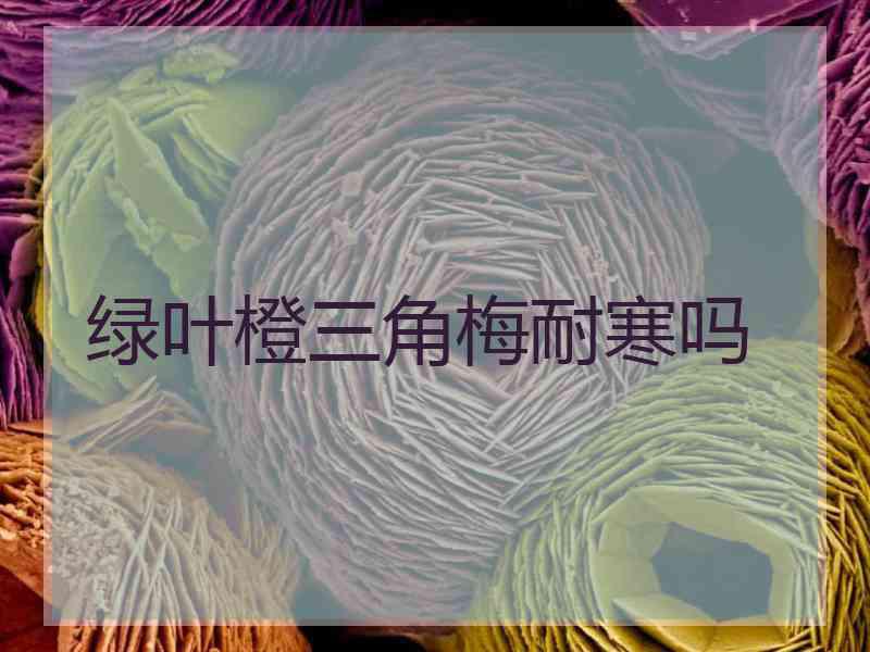 绿叶橙三角梅耐寒吗