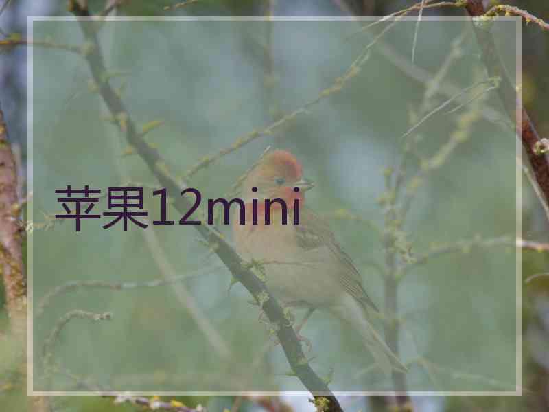 苹果12mini