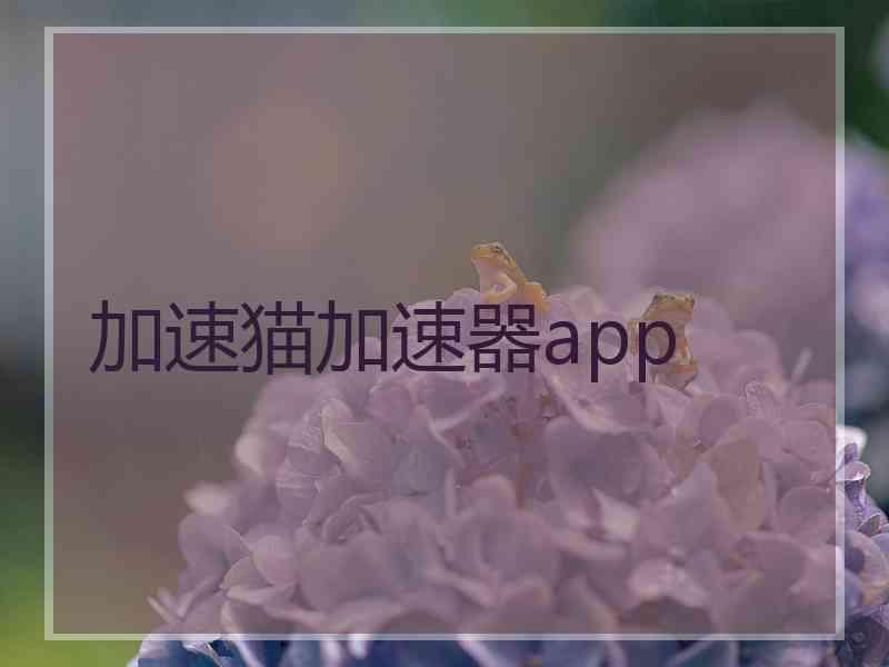 加速猫加速器app