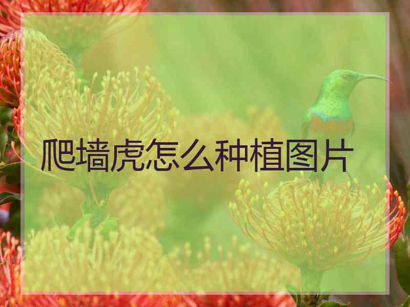 爬墙虎怎么种植图片